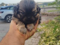 PEKİNEZ YAVRU