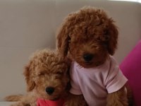 Yavru toy poodle