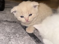 British longhair yeni yuvalarını arıyoruz yer Ankara