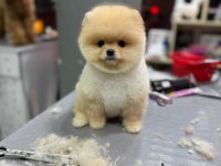 Ayı surat teddy bear boo yavrular