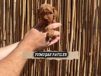 Sevimli Irk Toy Poodle