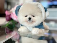 Pomeranian boo erkek ayı surat