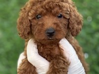 Minicik Bedende Kocaman Sevgi Poodle