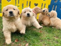 Golden Retriever Yavrularımız Evinizin Neşesi Olacaktır