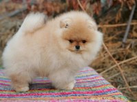 Şecereli Irk Garantili Pomeranian Boo Teddy Bear