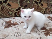55 günlük beyaz british shorthair