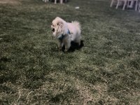 1 yaşında dişi pomeranian prenses