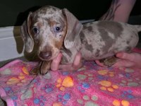 BRİ ÇOK SEÇENEK İLE DACHSHUND BEBEKLERİMİZ