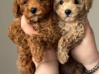 Toy Poodle Puppy