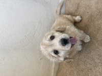 2 aylık terrier