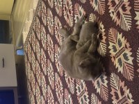 British shorthair duman bey sahibini bekliyor