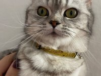 British shorthair Acil yuva arıyoruz
