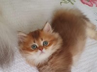 British Longhair