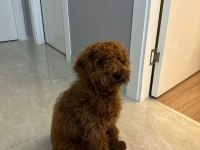 6 AYLIK TOY POODLE