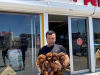 SHOW KALİTE MALTİPO YAVRULR ÇEŞİT ÇEŞİT YAVRULR ANK