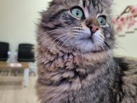 Kedi sahiplendirme