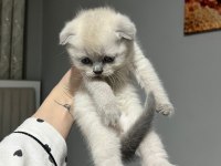 Point blue scottish fold bebekler