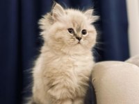 Iran Chinchilla Yavru Kediler