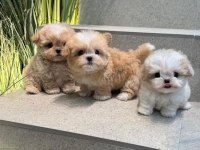 ANATOMİ HARİKASI MALTİPOO BEBEKLER