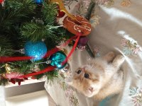 Yakışıklı british shorthair oğlumuza yuva arıyoruz