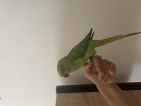 Full evcil erkek konuşan pakistan papağanı