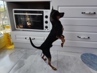 11 Aylık kimlikli çipli alman pinscher, wc eğitimi var