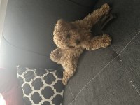 Toy Poodle Köpeği