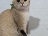 Kısırlaştırma Şartıyla British Shorthair Sahiplendirilecek