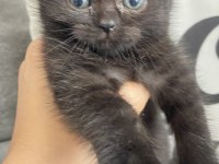 Minnoş Kedilerim