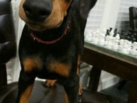 Eğitim Ve Bakım Destekli Dobermanlar