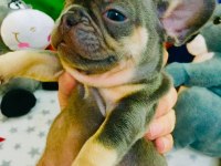 Anatomi harikası lilac tan french bulldog bebeklerimiz