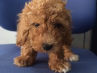 Irk Ve Sağlık Garanti Orjinal Maltipoo Bebeğimiz