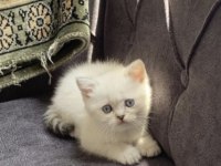 İran kedisi kızım