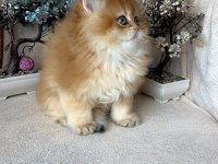 British longhair dişi ny11
