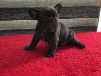 YURTDIŞI KAN HATTI EGZOTİK MICRO FRENCH BULLDOG YAVRULAR