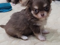 ELMA KAFA KÜT BURUN TEACUP CHİHUAHUA BEBEKLER