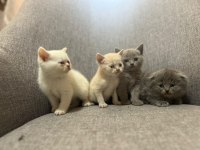 British Shorthair Yavrularım Yuvalarını Bekliyor..