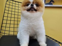 Oğluma eş arıyorum çiftleştirmek için pomeranian boo