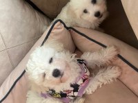 Ev doğumlu Maltese Terrier 3 Aylık Erkek yavru