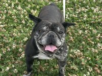 3 Yaşında Dişi French Bulldog