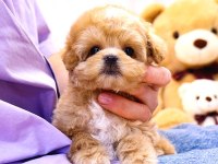 Maltipoo Yavrularım Sağlık Ve Irk Garantilidir