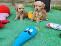 Maltipoo Yavrularımız