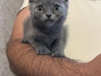 Scottish fold ve straight yavrular