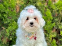 Mini Boy Maltese Yavruları