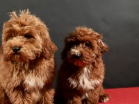 14 şubat doğumlu maltipoo yavrularım