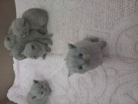 Scottish straight ve scottish fold yavrular