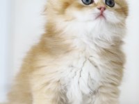 Gülen Tospik British Longhair