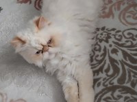 İran kedisi 4 yaşında dişi