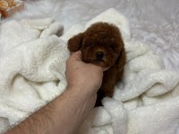 TÜY DÖKMEZ KOKU YAPMAZ TUVALET EĞİTİMLİ POODLE