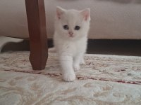 Pamuk british shorthair kızımız